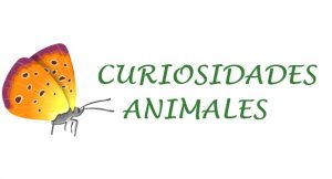 curiosidades animales