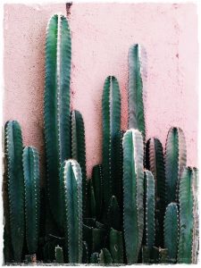 cactus_pared_rosa_palo