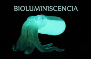 bioluminiscencia_pulpo